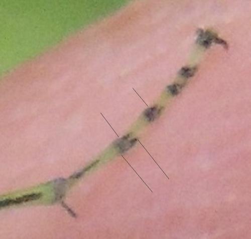 Réf. 334 919 : Rhogogaster sp.